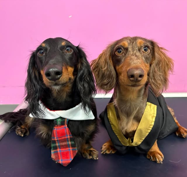 Instagram post by @thebarkinglot