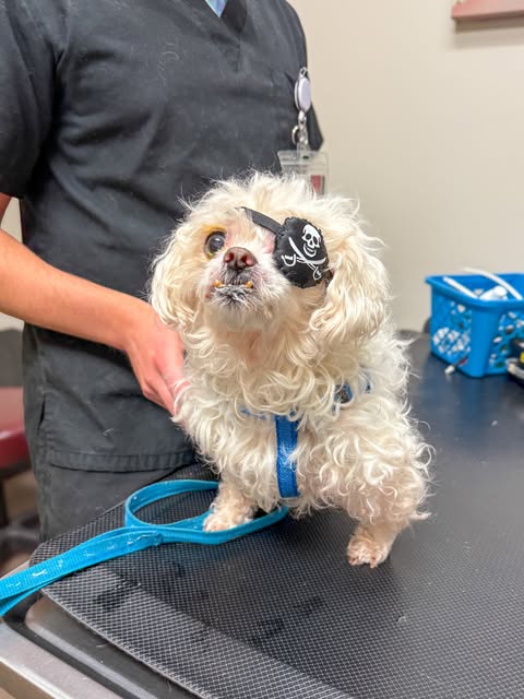 Instagram post by @centralpetvet