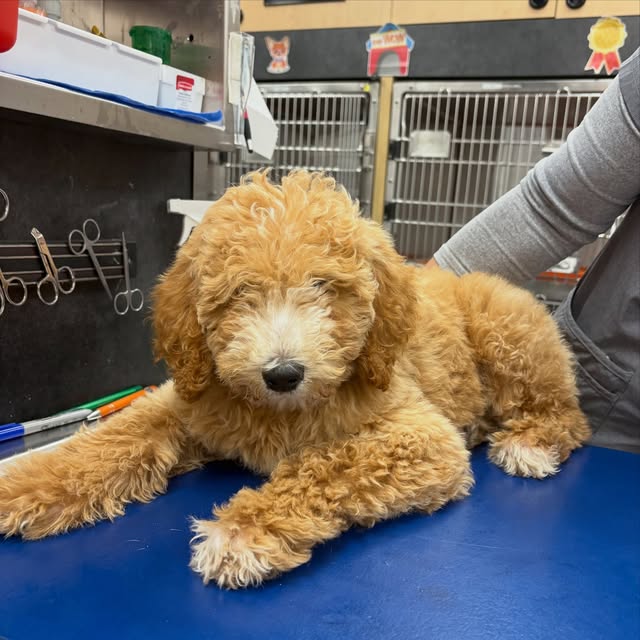 Instagram post by @banfieldpethospital