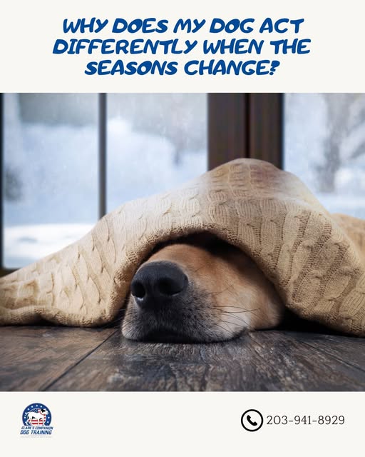 Instagram post by @clarkscompaniondogtraining