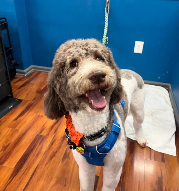 Instagram post by @truelovepetcarect
